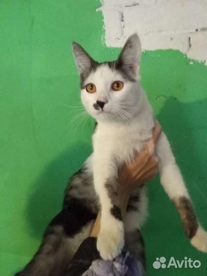 Котик в добрые руки
