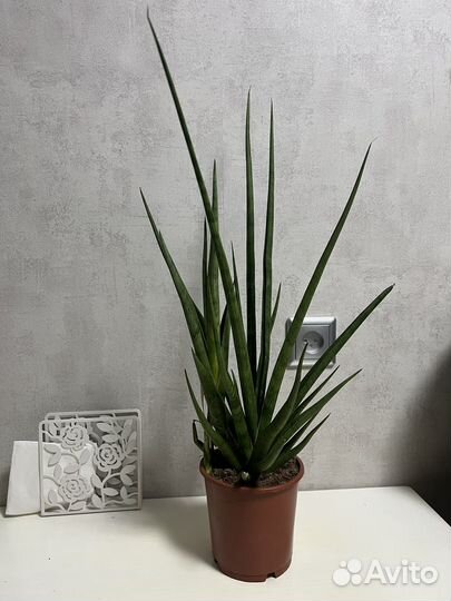 Сансевьерии сортовые