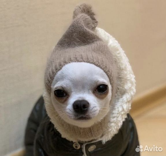 Шапка для собаки