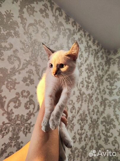 Отдаем котят в добрые руки