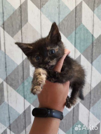 Котёнок девочка
