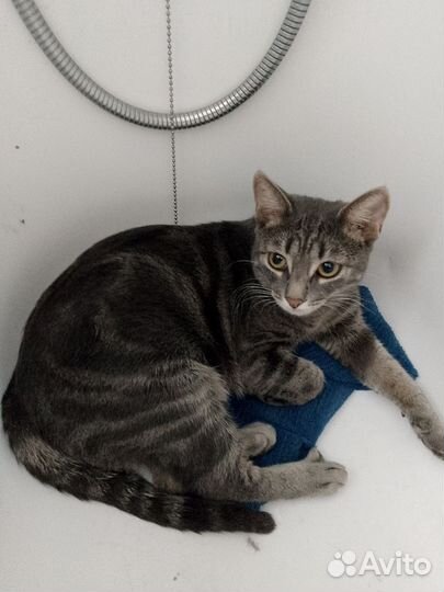 Стерилизованных кошек, отдам в добрые руки