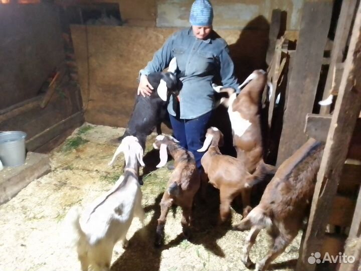 Продам молодых козочек