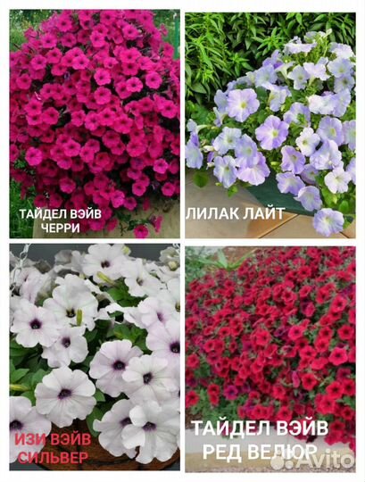 Петуния, сурфиния