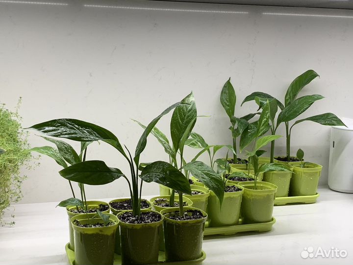 Спатифиллум