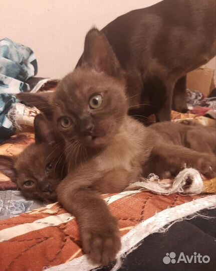 Бурманские котята