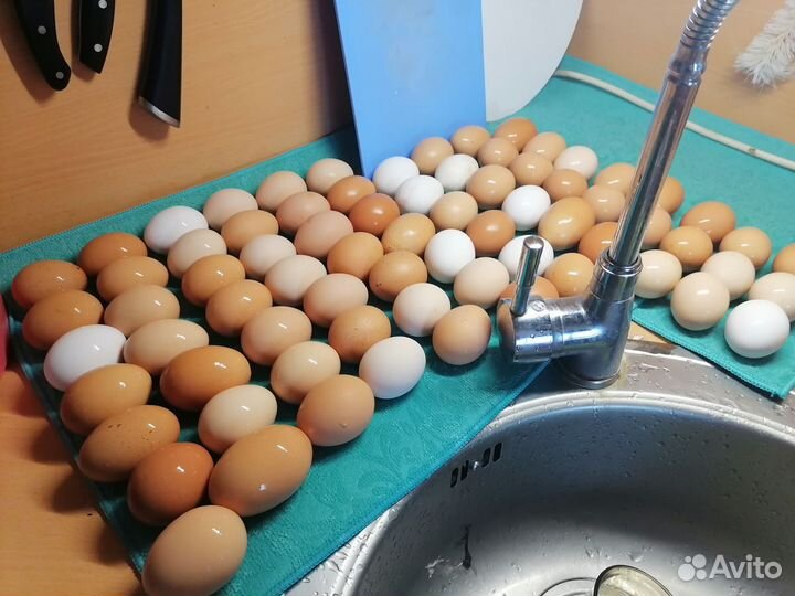 Домашние куриные яйца