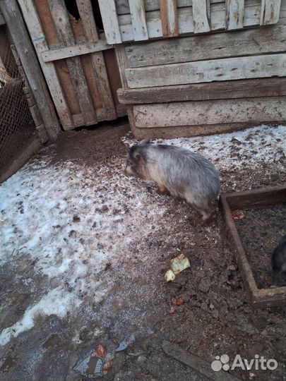 Вьетнамские вислобрюхие свиньи