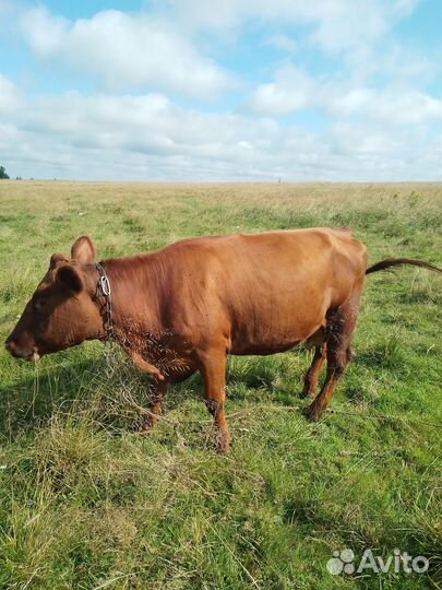 Продаю коров