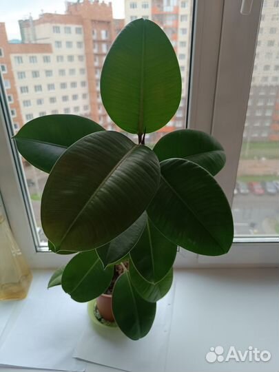 Фикус каучуконосный