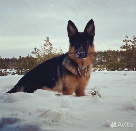 Чистокровные щенки Немецкой овчарки