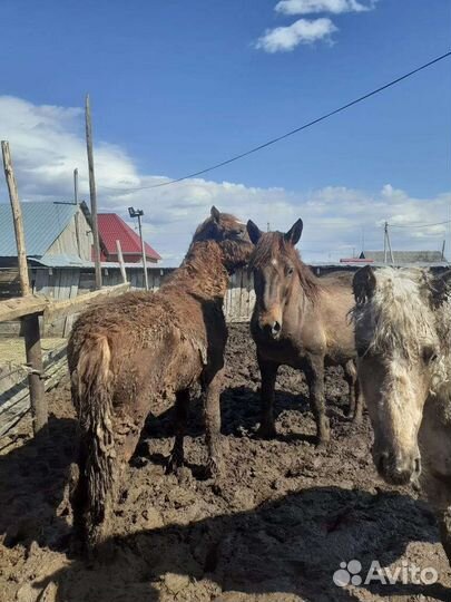 Жеребята годовалые, крупные на откорме 3 месяца