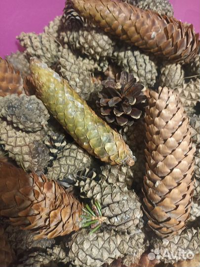 Большой пакет шишек. Цена за всё