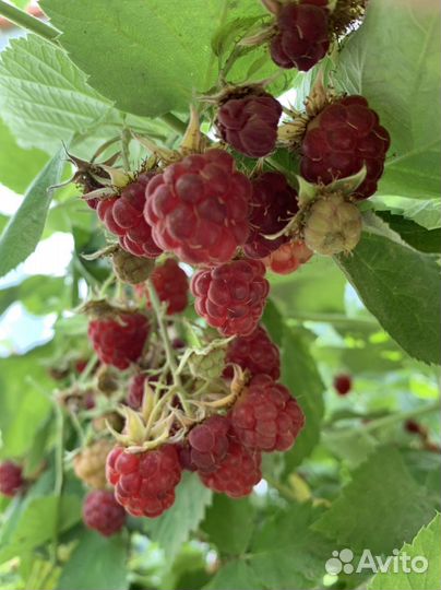 Саженцы.Ремонтантная малина красная