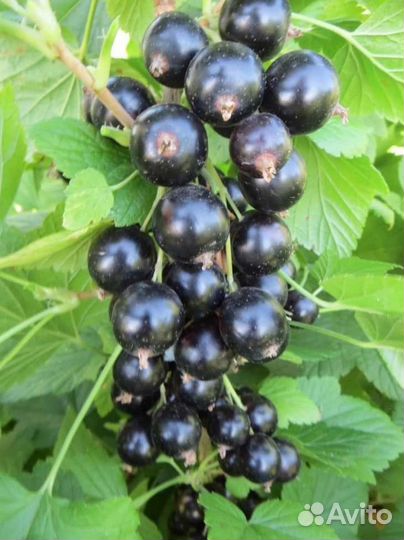 Черная смородина/огурцы/пекинская капуста