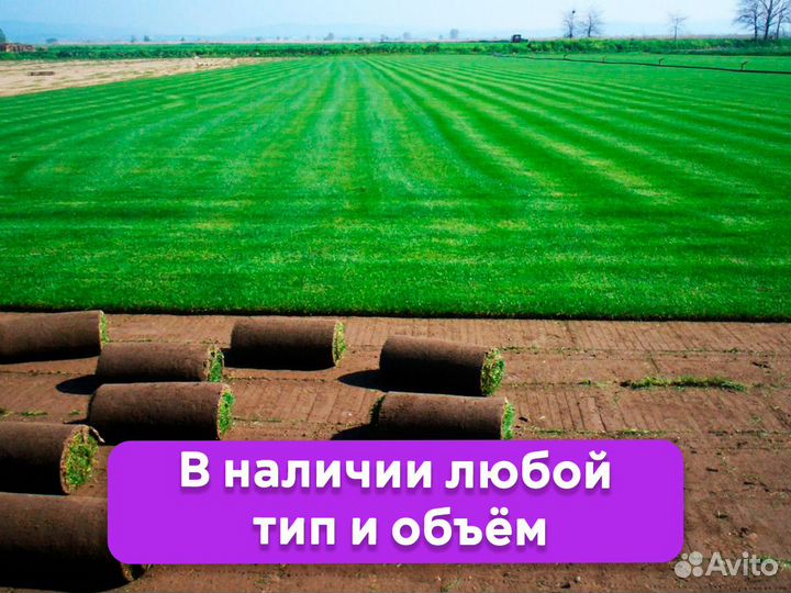 Рулонный газон. Газонная трава в рулонах