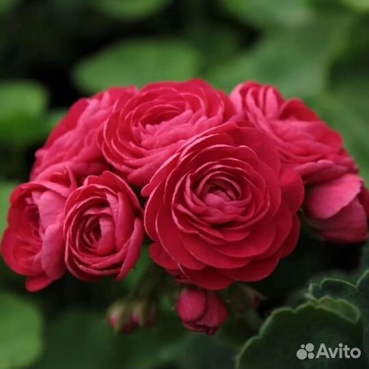 Пеларгония герань