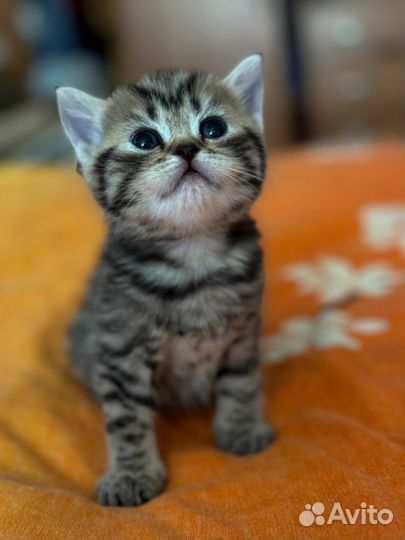 Британские котята