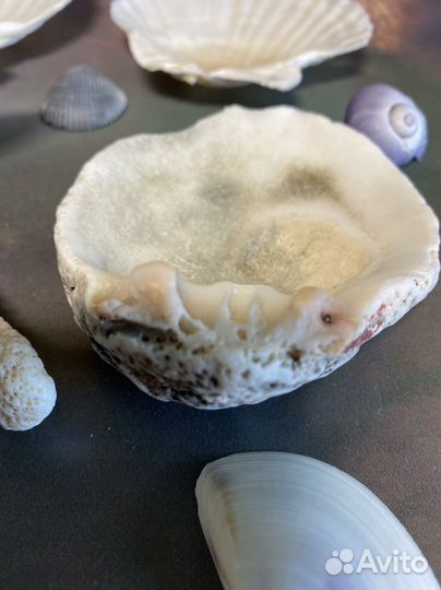 Морские ракушки раковины австралия