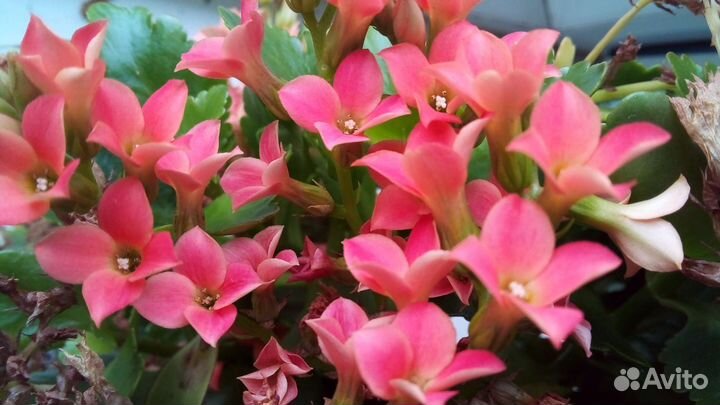 Каланхоэ розовый