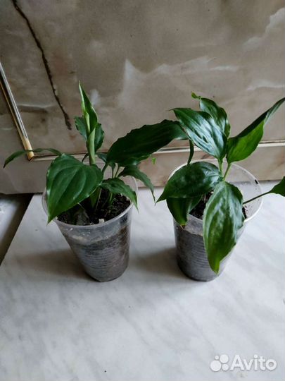 Фикус Мелани пилея спатифиллум бегония