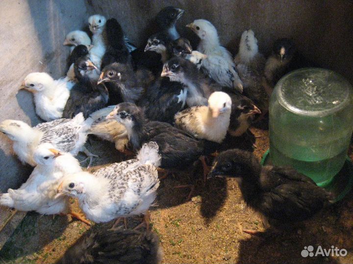 Продать цыплята