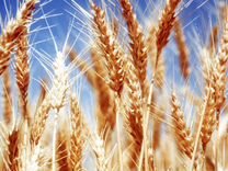 Зерно пшеница 2024