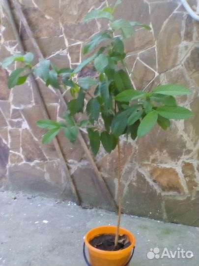 Саженцы гуайявы (плодовый экзот)