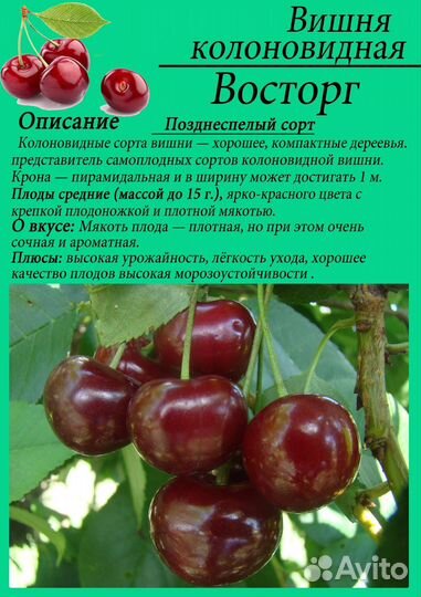 Саженцы колоновидной вишни