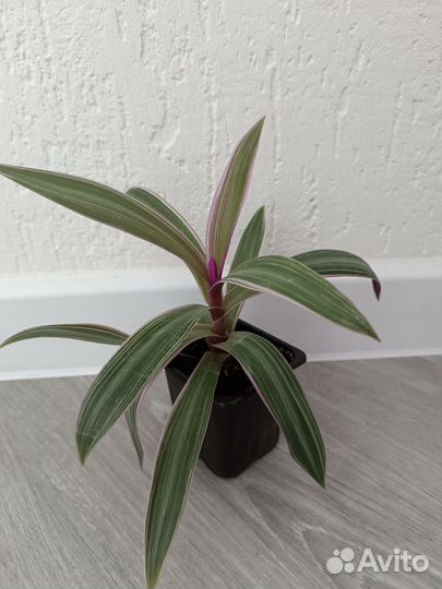 Традисканция рэо