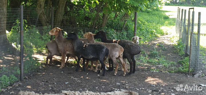 Курдючные овцы