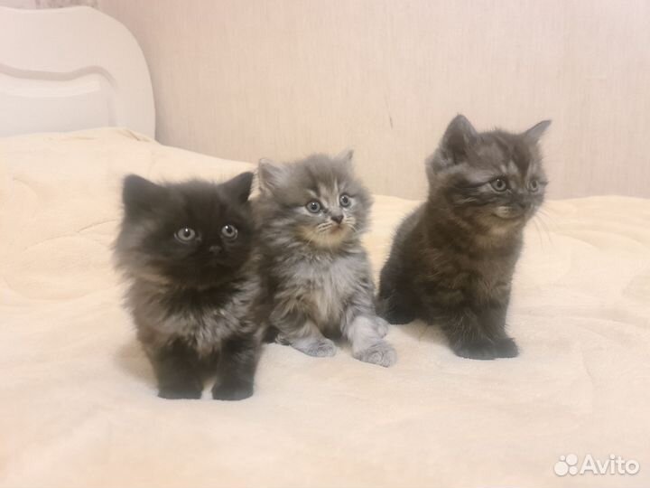 Котята британские