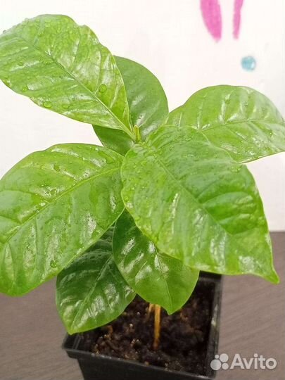 Кофе Арабика