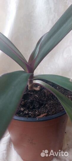 Рео Festima (Ладья Моисея)