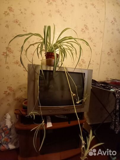 Хлорофитум