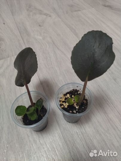 Фиалка ек-Гермес