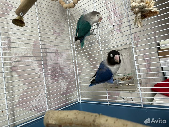 Попугаи неразлучники масковый и фишера (пара)