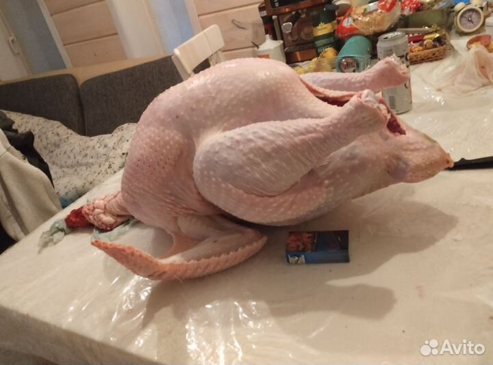 Мясо домашней индейки