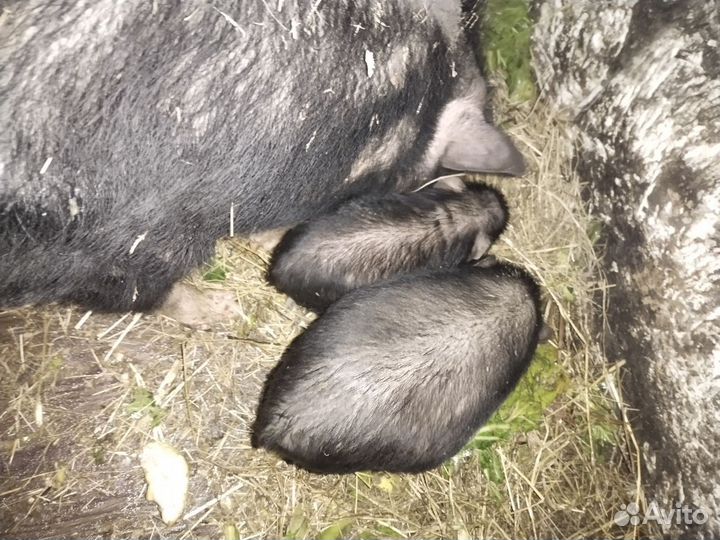 Вьетнамские вислобрюхие поросята