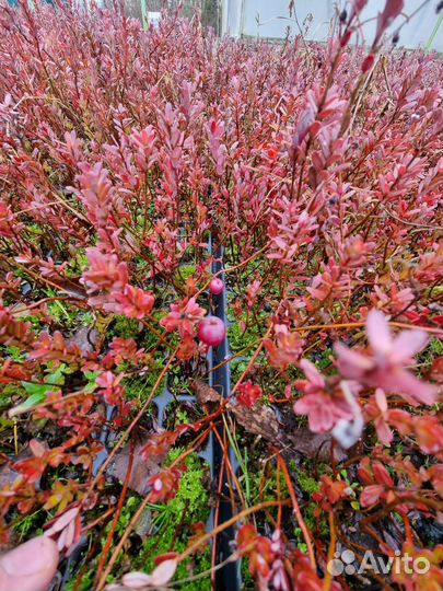 Саженецы клюквы Стивенс