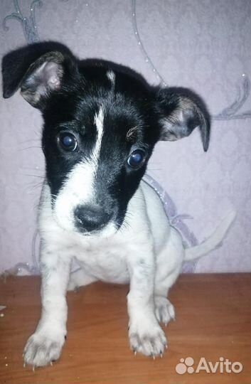 Щенки в добрые руки