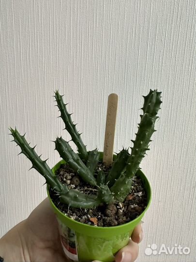 Гуэрния, орбея