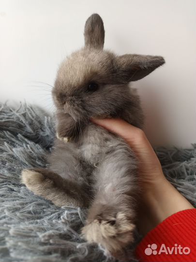 Карликовые крольчата Miniature lop
