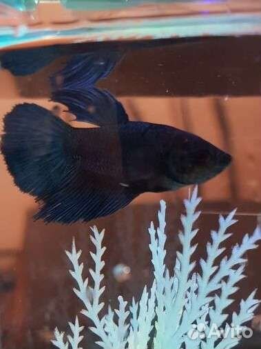 Рыбки Петушок, самки