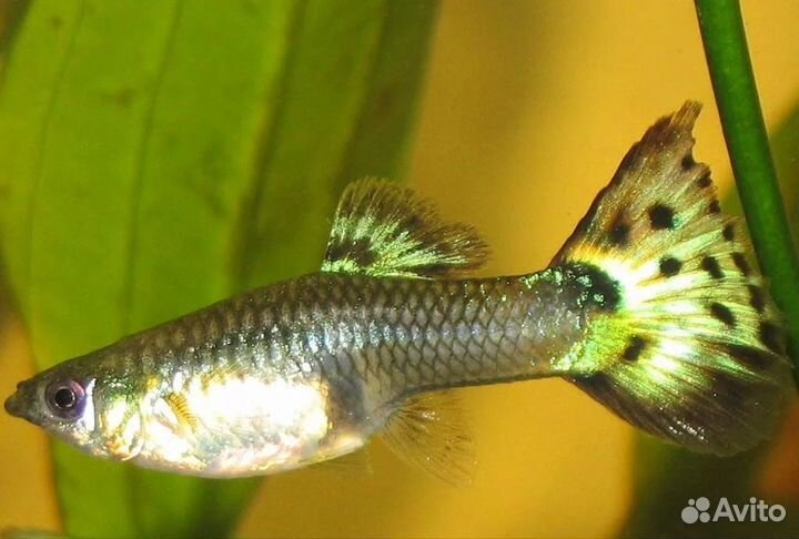 Рыбки Гуппи и не только