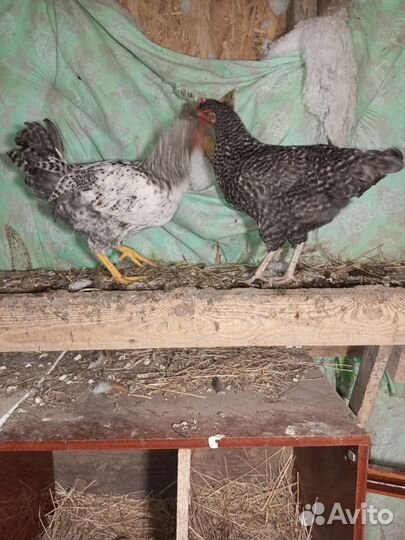 Молодые петухи