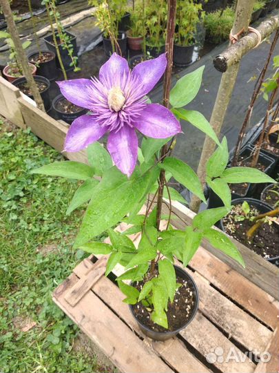 Клематис Multi Blue