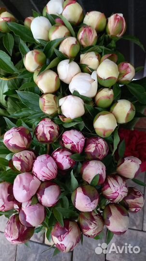 Пионы на срез