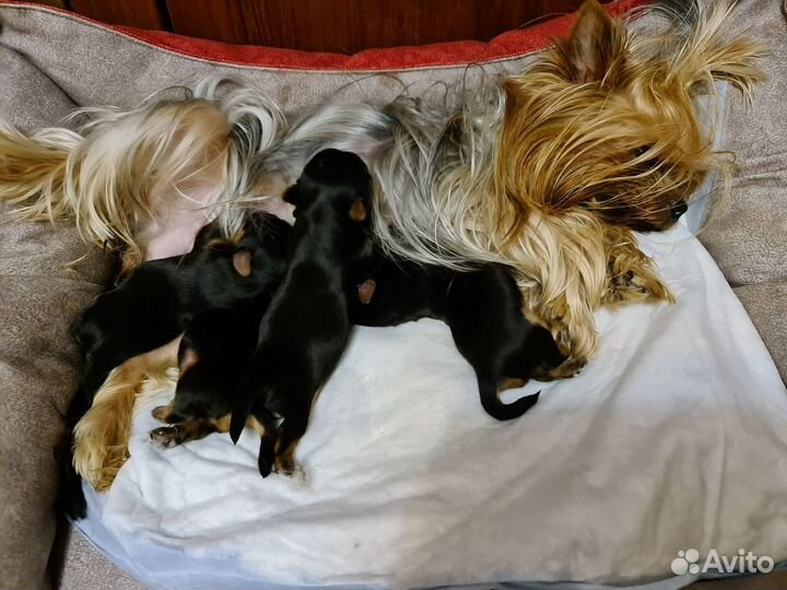 Йорки девочки