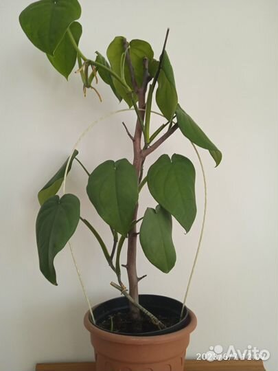 Сингониум макрофиллум